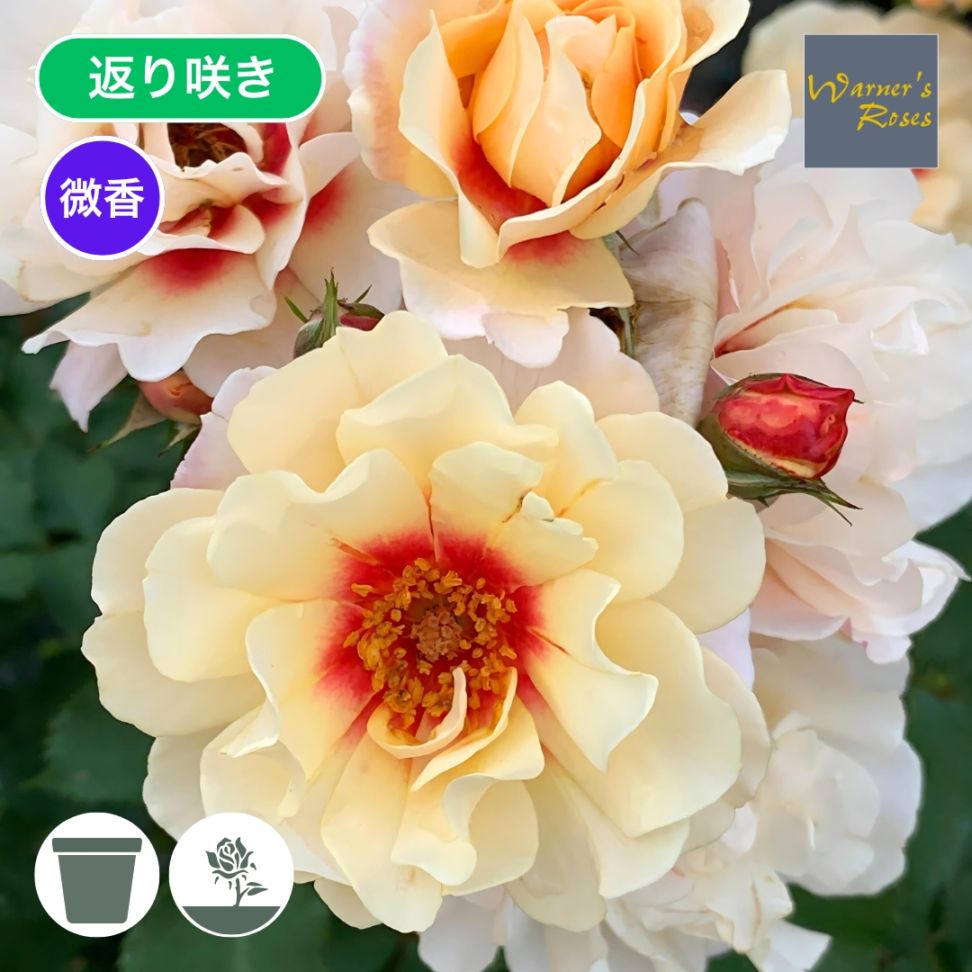 バラ苗 大苗 2026 クランベリー アイズ Cranberry Eyes 国産ノイバラ台