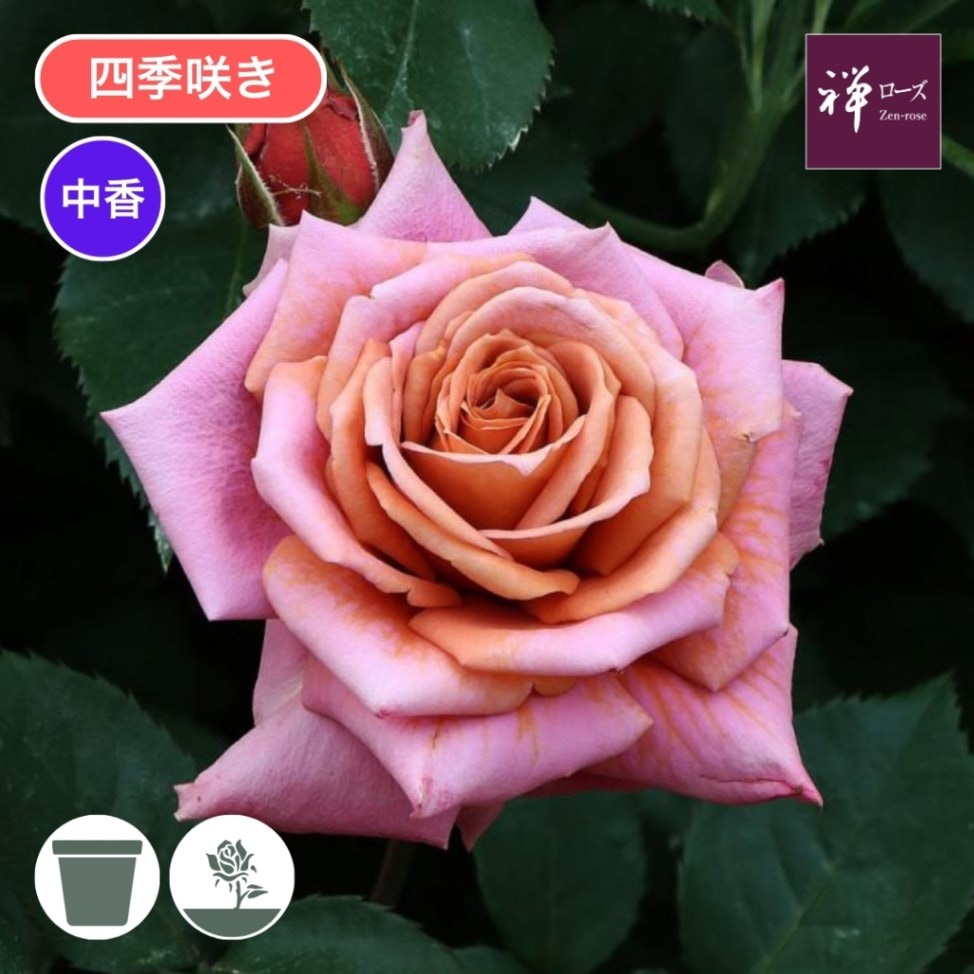 バラ苗 予約新苗 2026 禅 ぜん Zen 国産ノイバラ台木使用 | 予約新苗