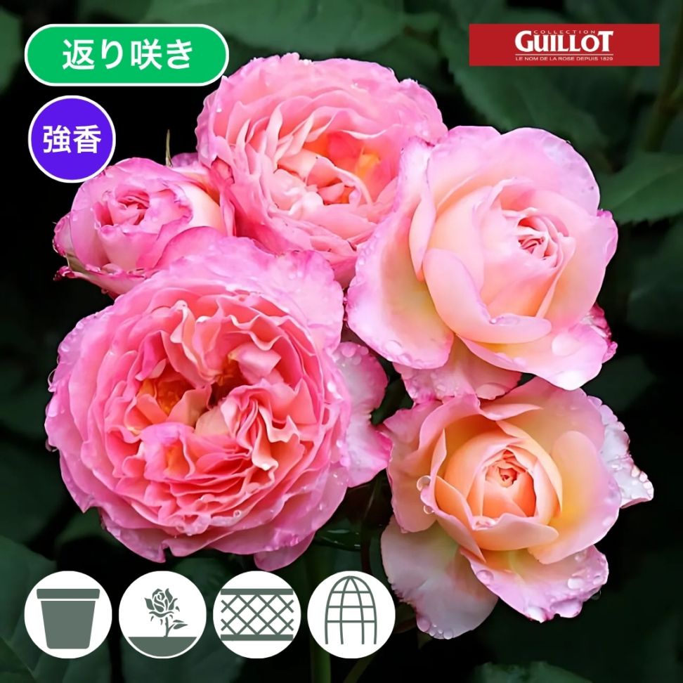 バラ苗 予約新苗 2026 マダム ドゥ スタール Madame de Stael 国産