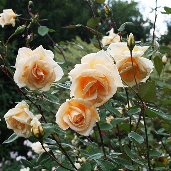 バラ苗 図鑑 レディ ヒリンドン Lady Hillingdon 国産ノイバラ台木使用