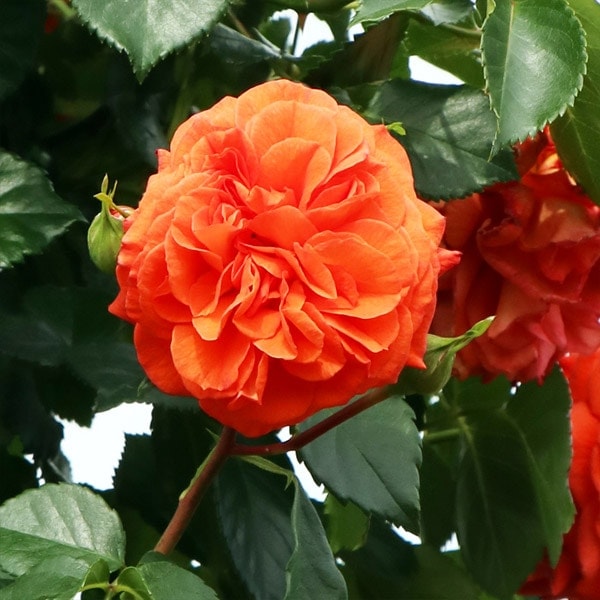 バラ苗 図鑑 オランジュリー Schwarze Madonna 国産ノイバラ台木使用