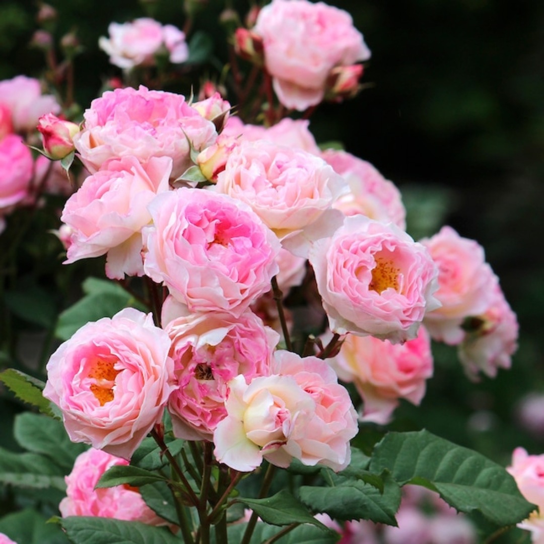 バラ苗 大苗 2026 マダム ドゥ スタール Madame de Stael 国産ノイバラ