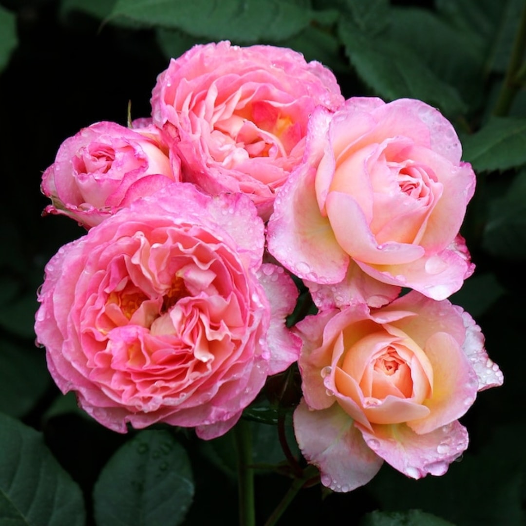 バラ苗 大苗 2026 マダム ドゥ スタール Madame de Stael 国産ノイバラ