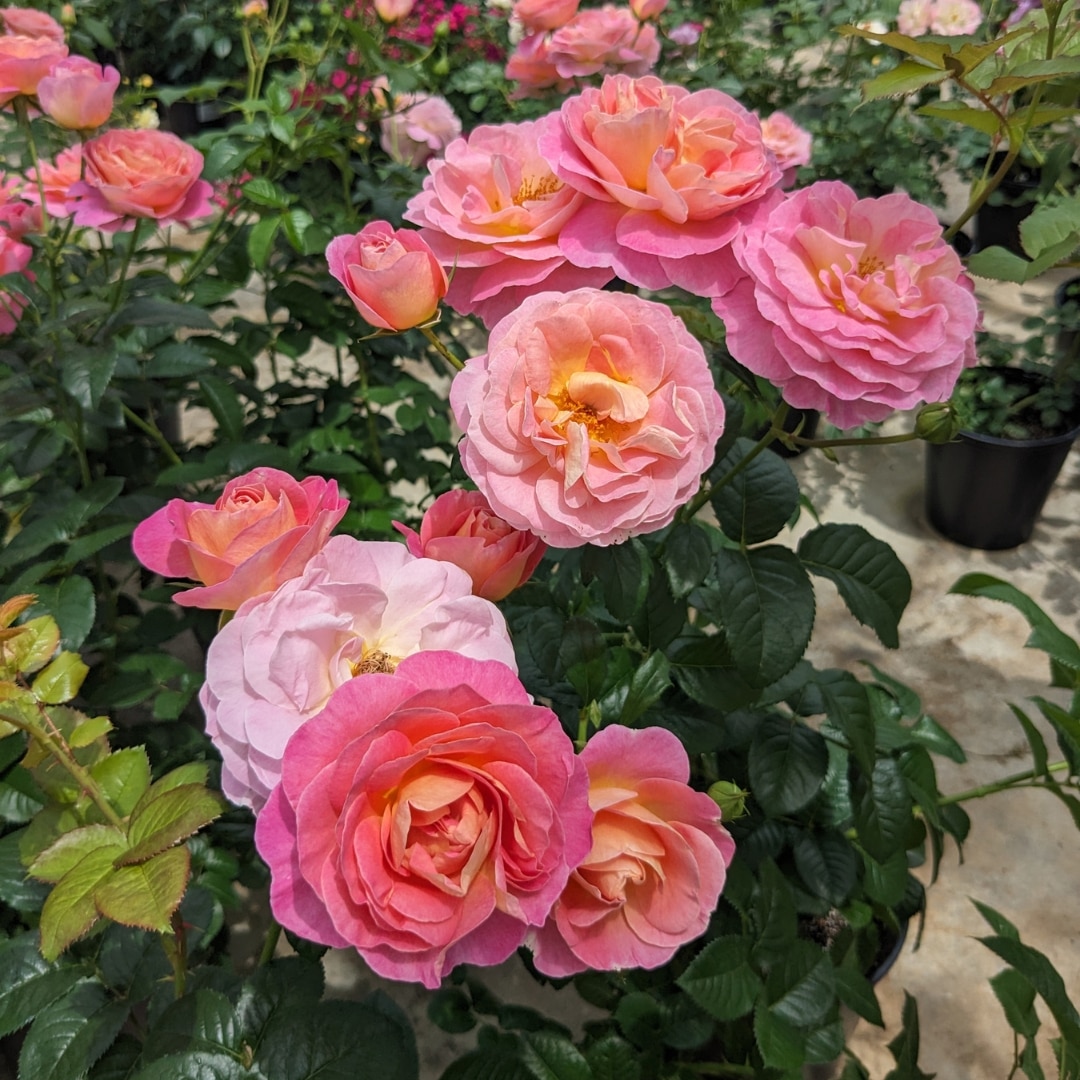 バラ苗 予約新苗 2026 ドルンブルガー シュロスローズ Dornburger