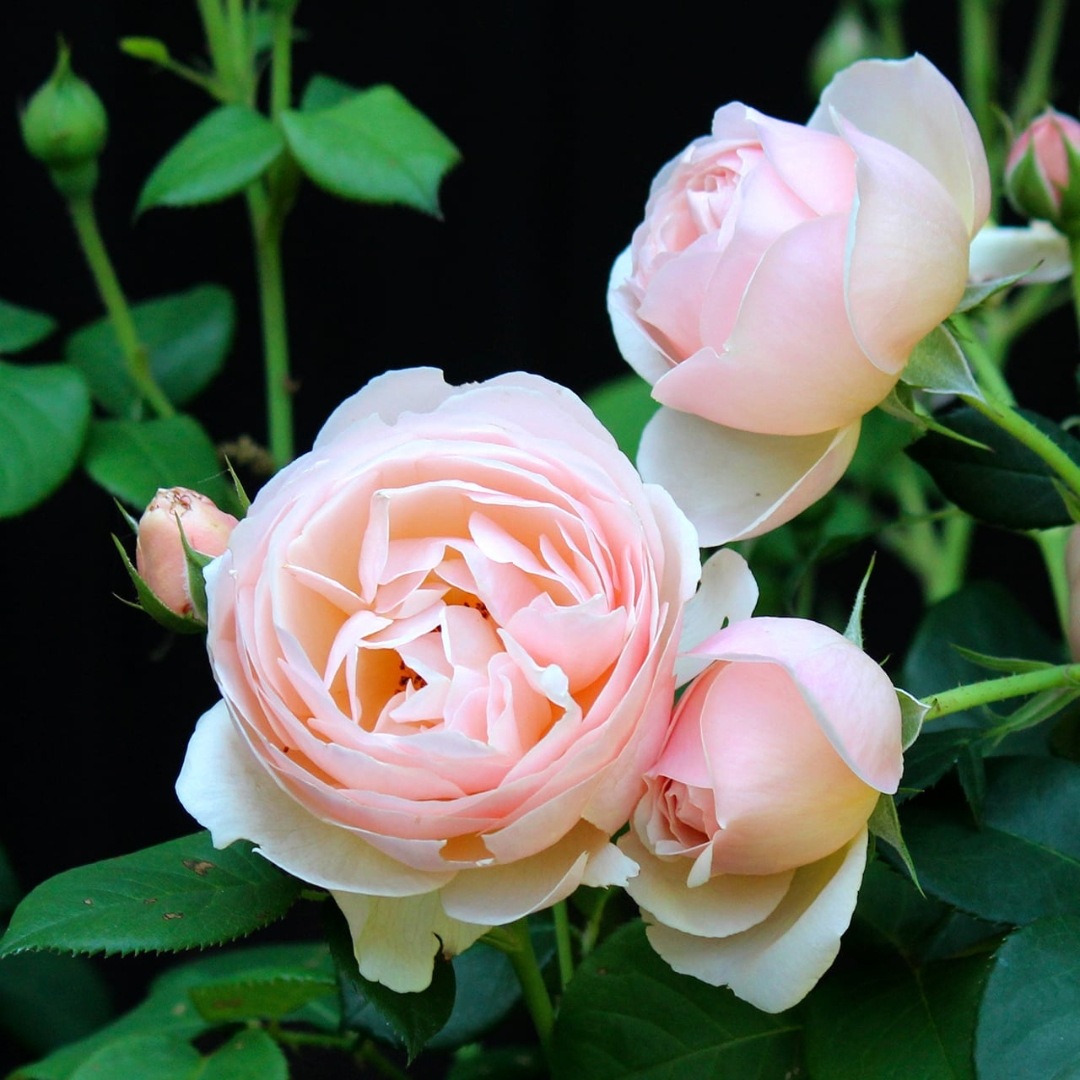 バラ苗 大苗 2026 ギヨーNo.1（ラ・プレミエール） Guillot No.1 / La