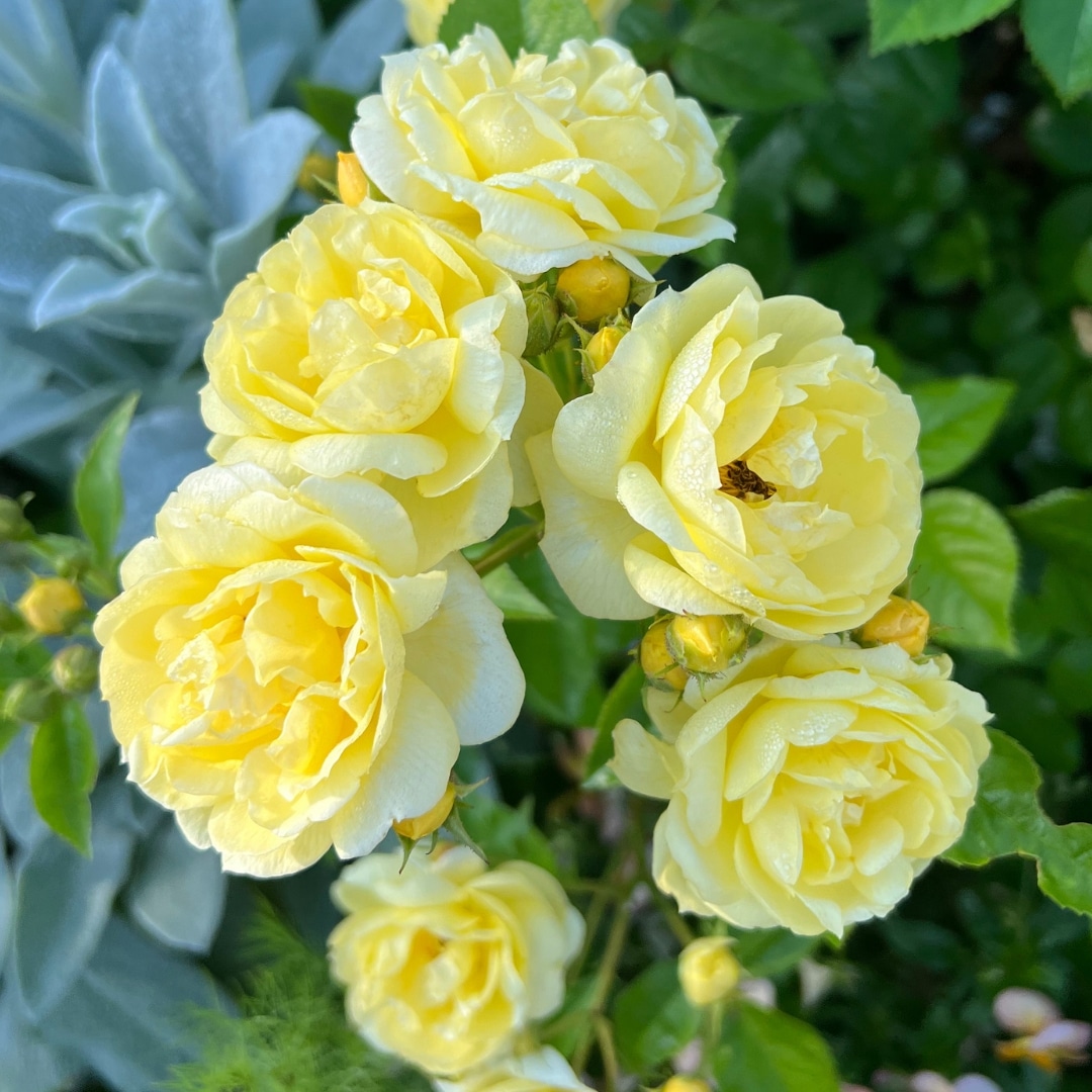 バラ苗 予約新苗 2026 プチ ジョワ Petit joie 国産ノイバラ台木使用