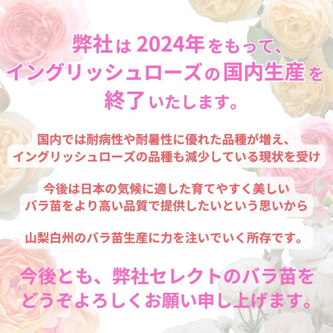 バラ苗 図鑑 イングリッシュ ヘリテージ English Heritage 国産