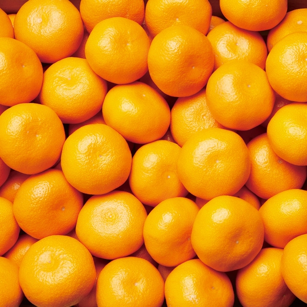 田村の有田みかん2.5kg(特選)【11月15日頃から出荷】 | すべての商品