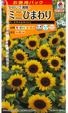 タキイ種苗 NL徳用 ミニひまわり F1スマイルラッシュ ひまわり種子小袋