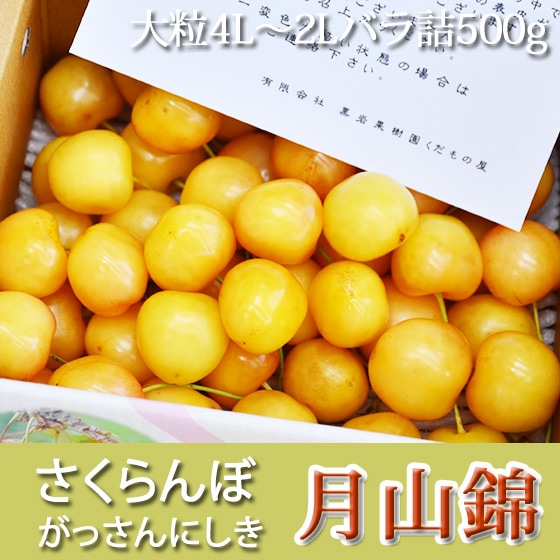月山錦 幻の黄色いサクランボ!!