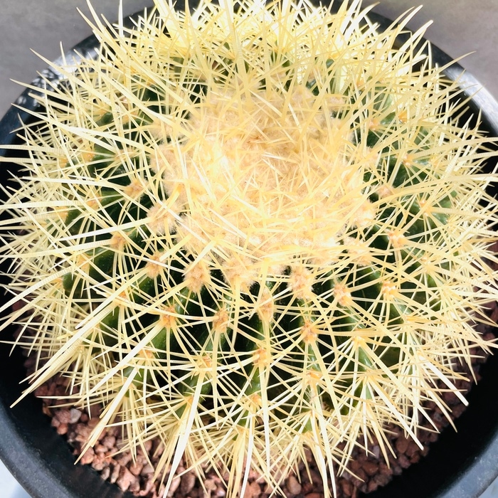 サボテンの王様 金鯱 8号鉢 大型 観葉植物 多肉植物 金シャチ おしゃれ