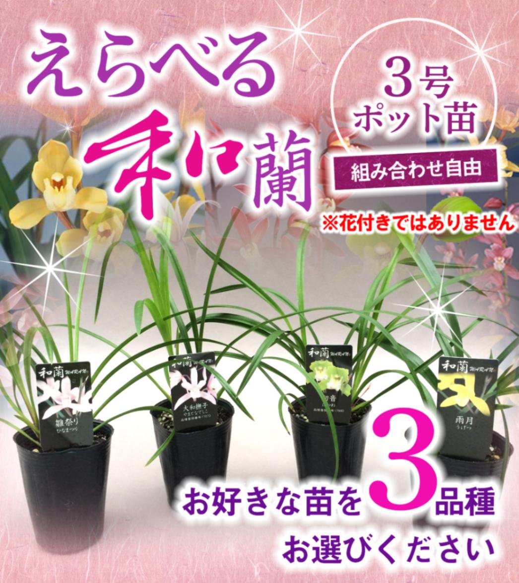 FARM BASE ONLINE SHOP｜洋らん・和らん・苗・資材のギフト・直売