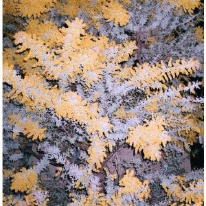 Climb The Mind / 蕾 | CD,日本,ギターロック / 歌モノ,新品 | ZOONET