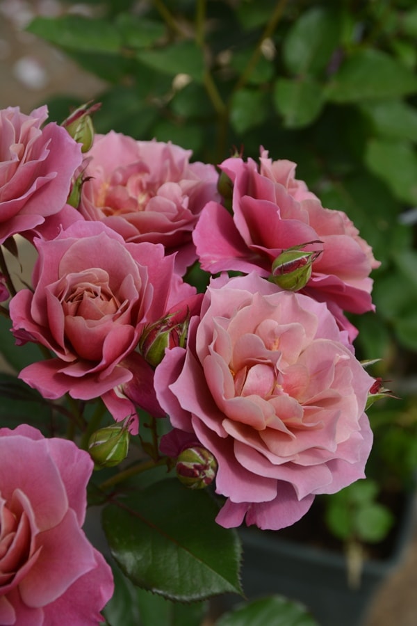 バラ苗(入手困難廃盤品種) 超激レア種 接ぎ木大苗 アール・デコ バラ苗