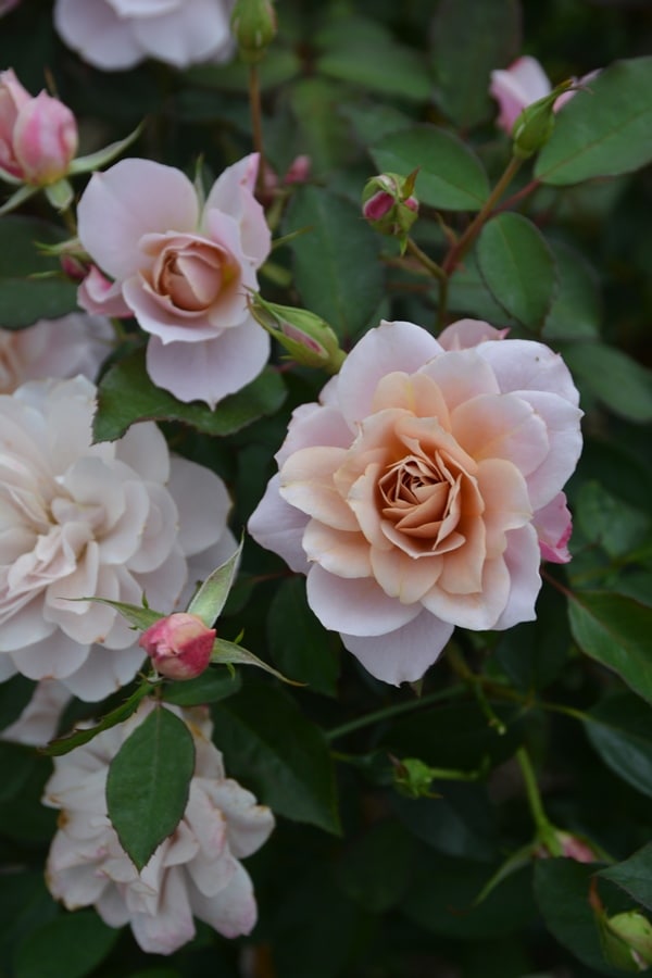 ルクソール（大苗予約）7号鉢植え バラ苗 ロサ・オリエンティス