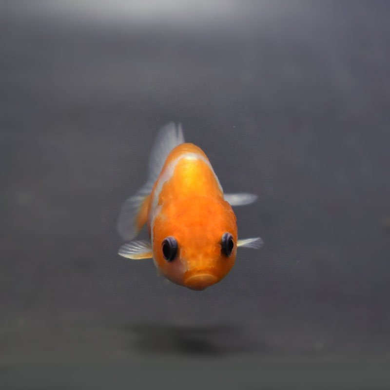 金魚王子】桜錦 6±1cm前後 (個体番号：cde562) 金魚 きんぎょ 生体