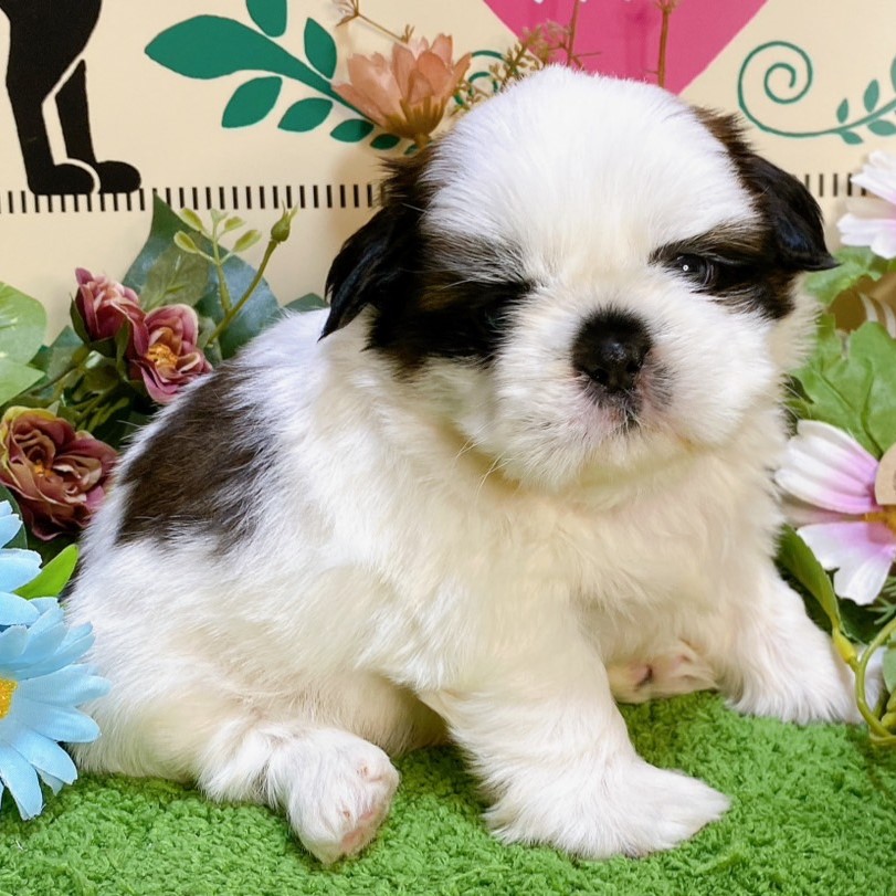 【本日発送】✨シーズー✨ 𖡼.𖤣𖥧𖡼.𖤣𖥧𖡼.𖤣𖥧𖡼.𖤣𖥧 シーズーさん達🐾🩷 . . . オーダー制作