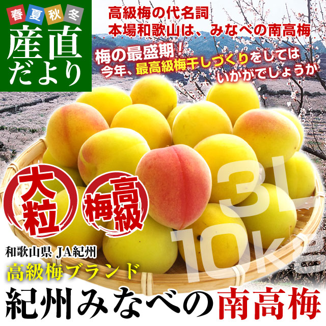 和歌山県産 JA紀州 みなべの南高梅 3Lサイズ 10キロ 梅 梅干 梅干し