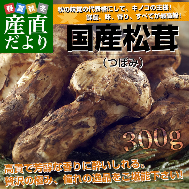 国産松茸（つぼみ）300g前後（4本から12本前後） 送料無料 クール便