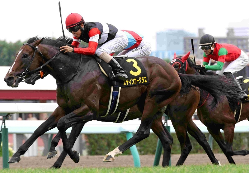 R7・札幌日経賞レースパネル スティンガーグラス | サンスポe-shop