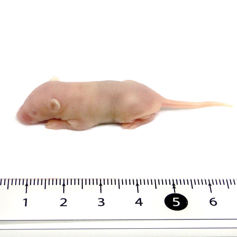 冷凍マウス ピンクマウス L 20匹 国産 SAfarm | 冷凍マウス