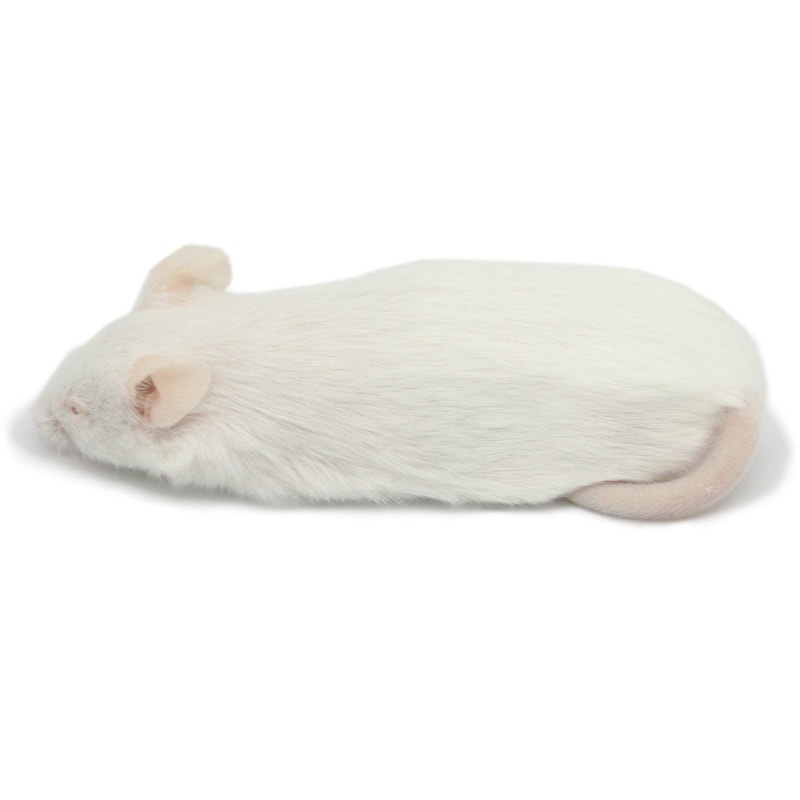 冷凍マウス アダルトL 10匹 国産 SAfarm | 冷凍マウス,アダルト