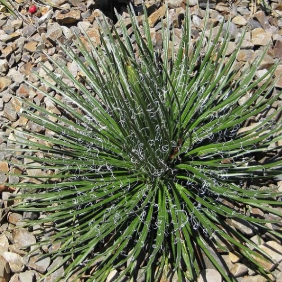 アガベ・ジェミニフローラ 5号ポット | | アガベ（リュウゼツラン