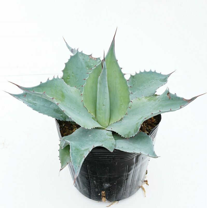 アガベ・オバティフォリア 中株 5号ポット | | アガベ（リュウゼツラン