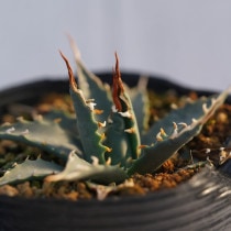 アガベ実生選抜株 | 四国ガーデン株式会社