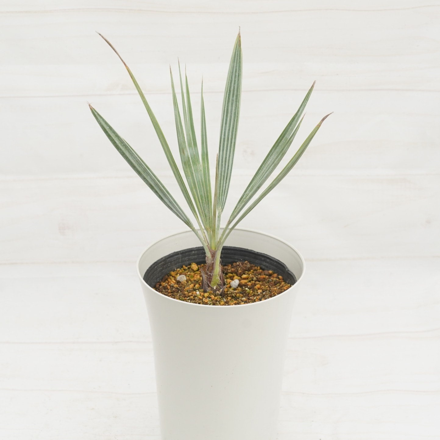 ブラヘア・アルマータ 7号鉢 | | ドライガーデンプランツ,ソテツ・ヤシ