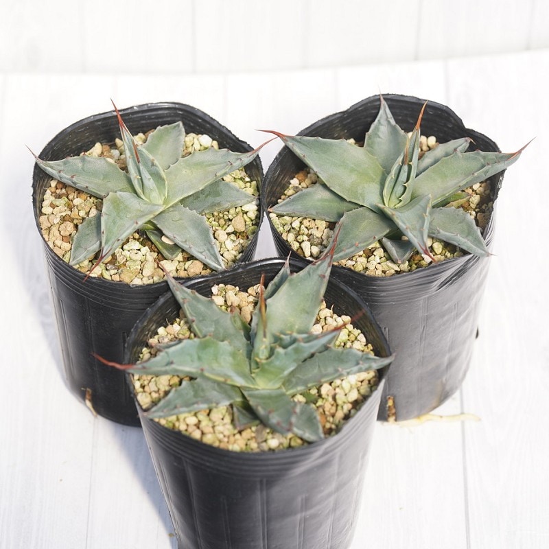 アガベ・モンタナ [ブルー」 3号ロングポット x3株セット | | アガベ