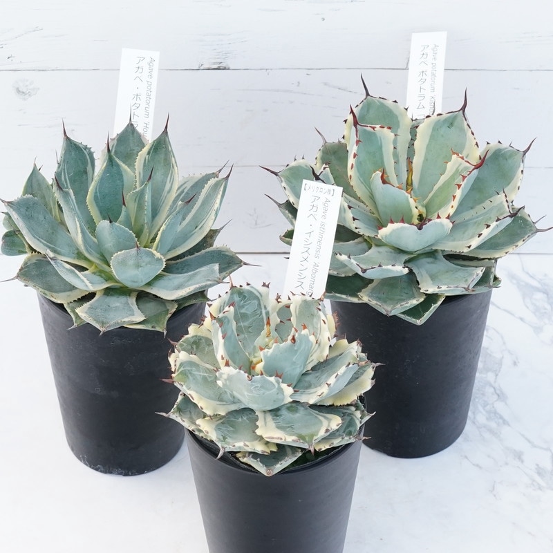 アガベ 斑入り銘品3種セット（カブトガニ錦・吉祥冠錦・鳳凰）3.5号鉢
