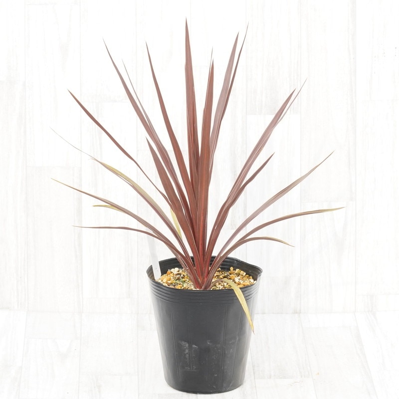 コルジリネ「レッドスター」6号ロングポット ※コルディリネ | | ドライ