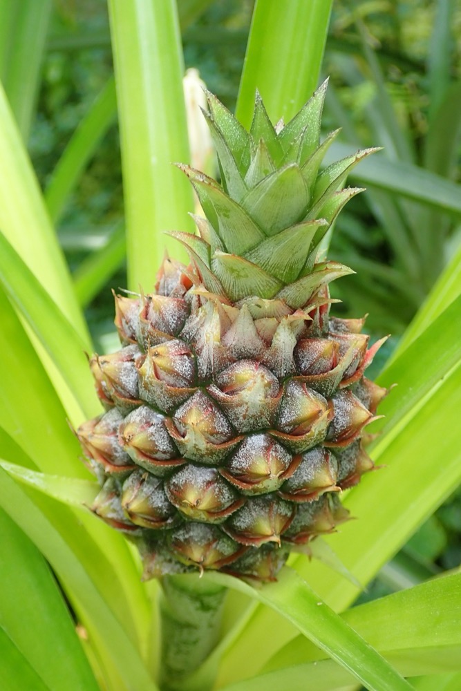 パイナップル（パイナップル科） | 見ごろの植物