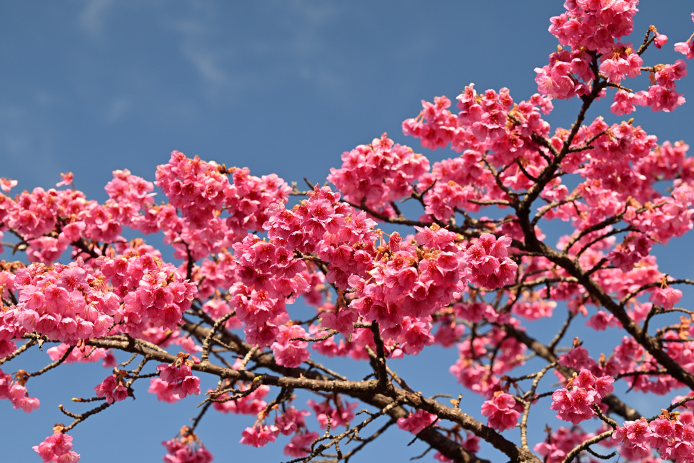 早咲きの桜が咲いています（2/20更新） | 見ごろの植物