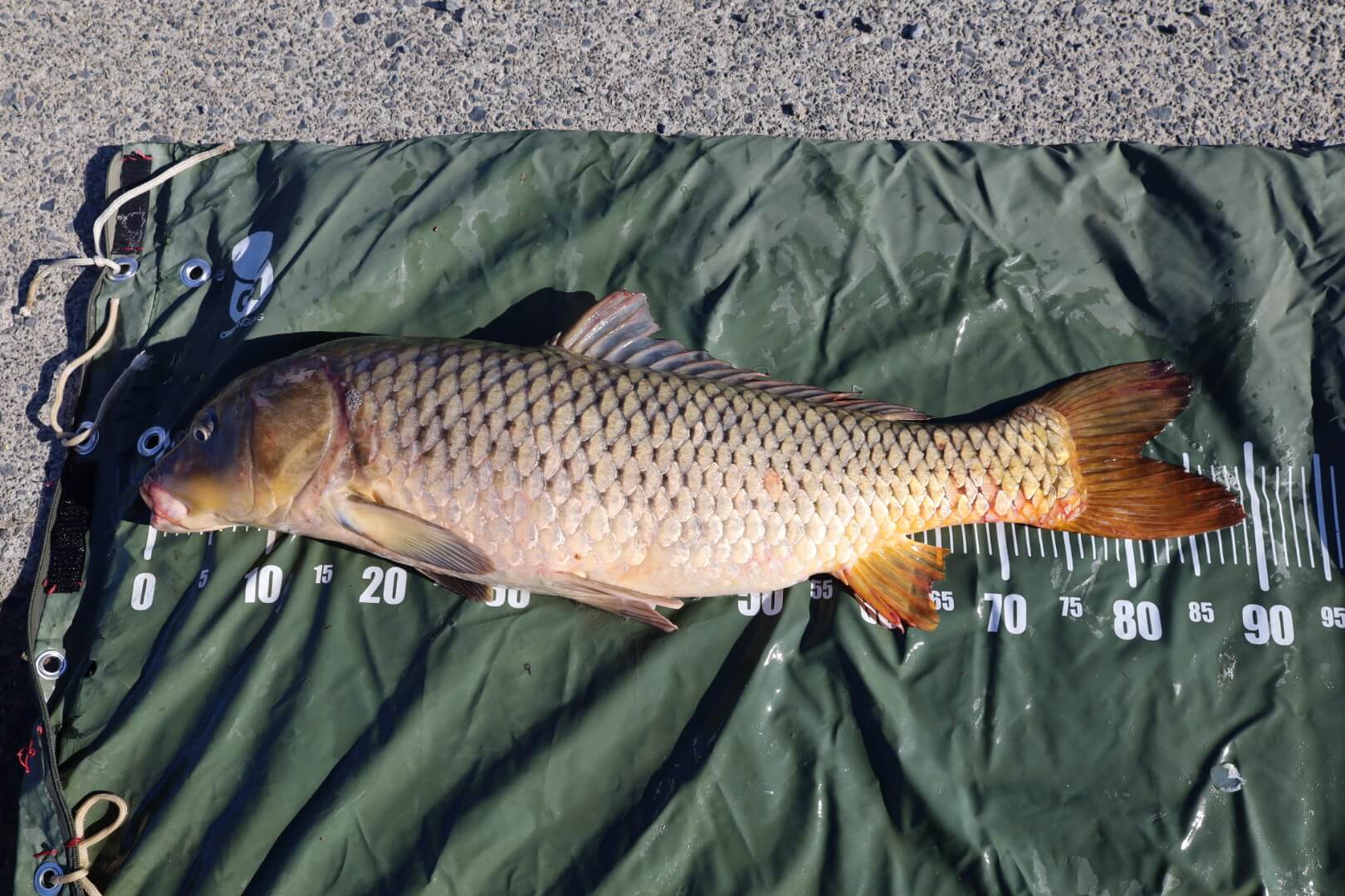 2025年09月24日（水曜日）｜コイ｜茨城県 – 涸沼｜｜フィールド