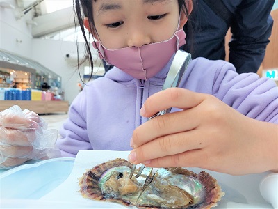 終了しました】真珠取り出し体験ワークショップ開催中！｜マリン