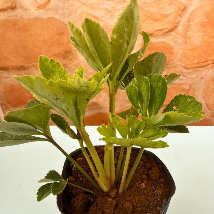 クリスマスローズ苗 ダブル・ゴールド 3号ポット