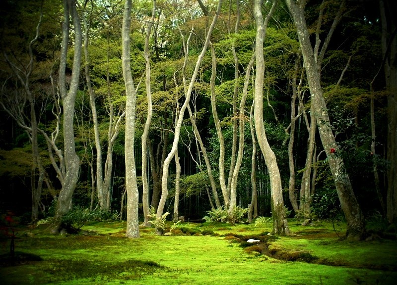 祇王寺 苔と木々が作るオブジェのような庭園 | 京都景色 masahiko.xyz