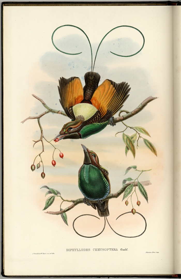 博物図譜とデジタルアーカイブⅣ | 美術館