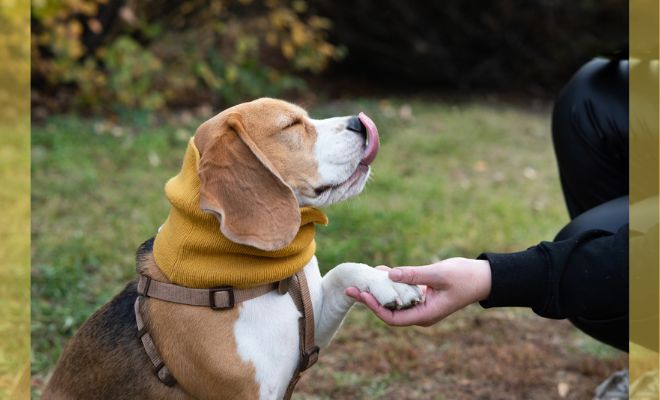 愛犬としつけ】犬の心の声を聞く〜カーミングシグナルと感情の読み方
