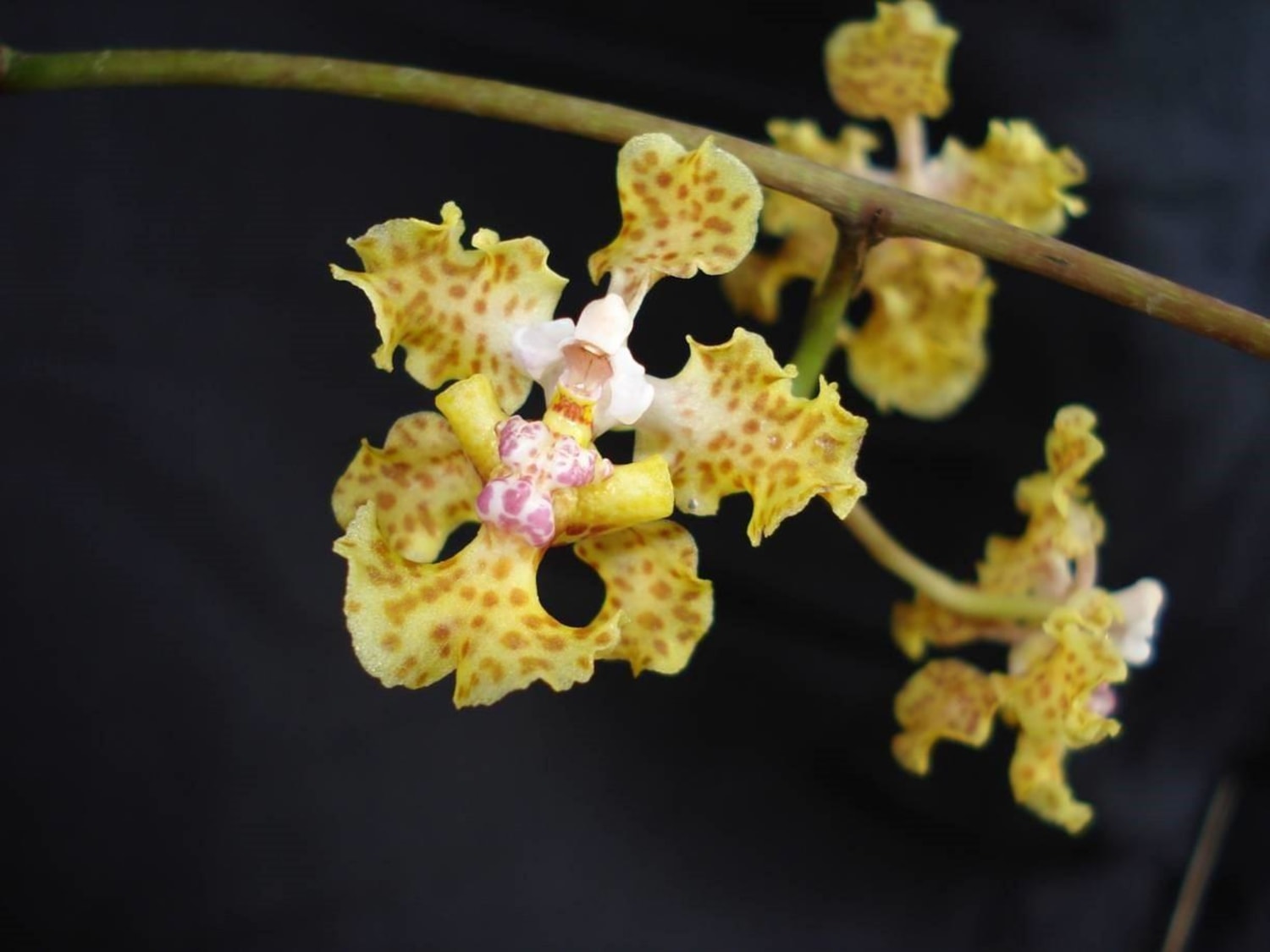 Rare Beauty! Stunning New Orchid Species Discovered
