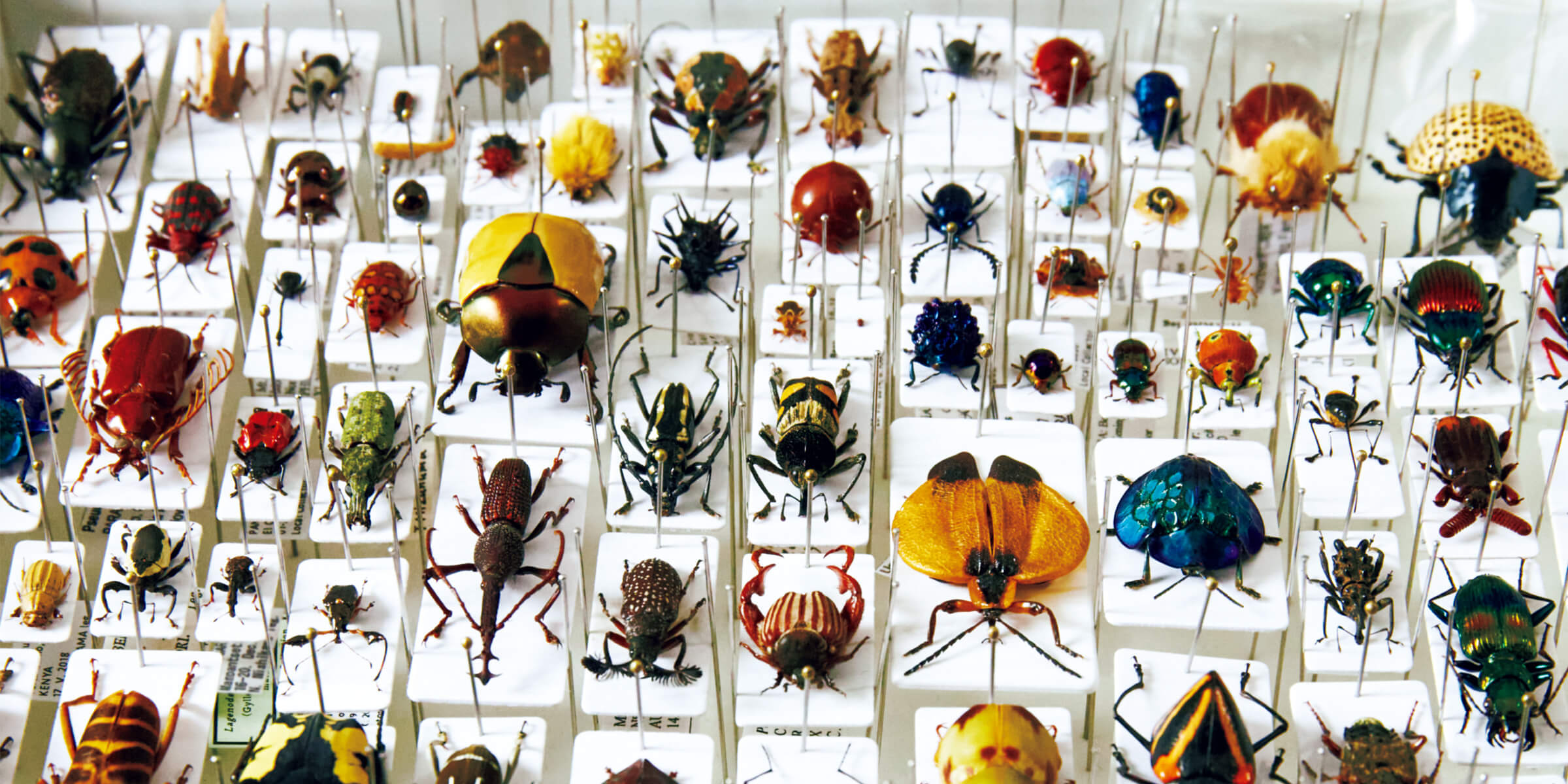 昆虫標本の愉しみかた。標本作家の福井敬貴さんのコレクション