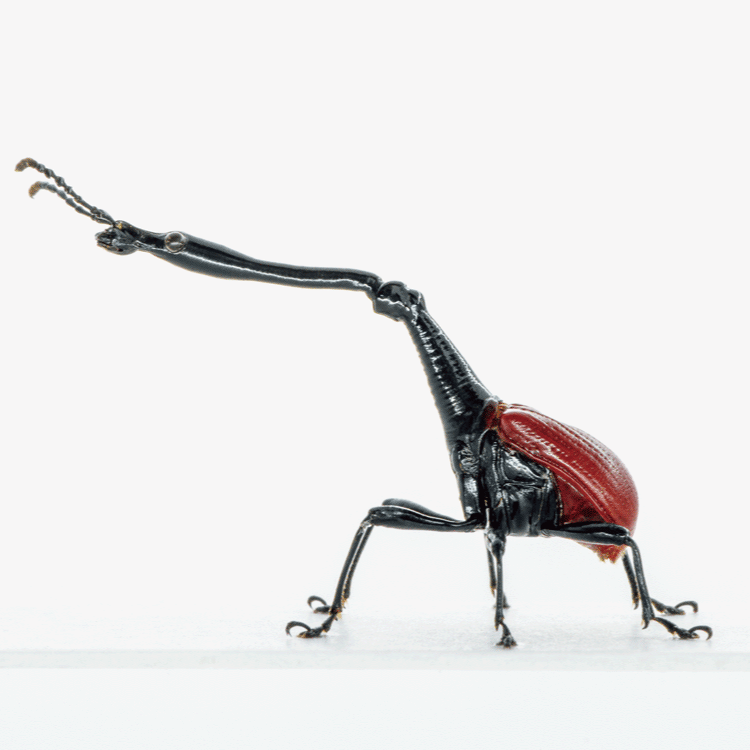 モードな虫図鑑。やたらと長ーく進化する不思議な虫、ゾウムシ8種類を