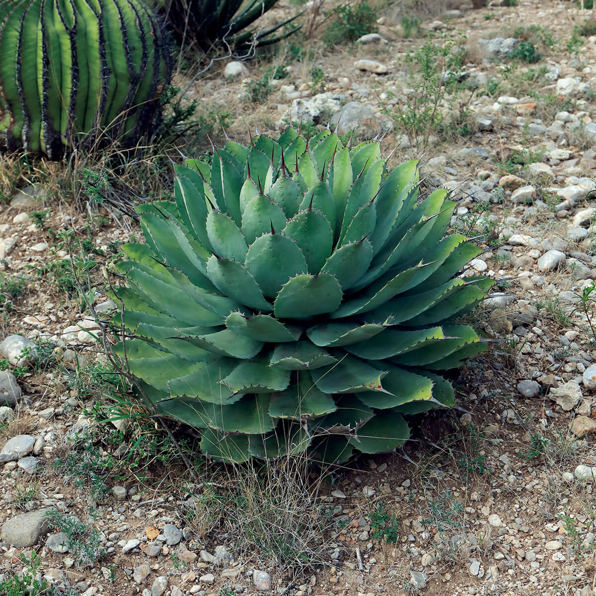 珍奇植物の聖地、メキシコ・オアハカへ | ブルータス| BRUTUS.jp