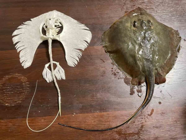 柔らかい骨をみごとに固定化 一見“エイ”リアン？な「アカエイの全身