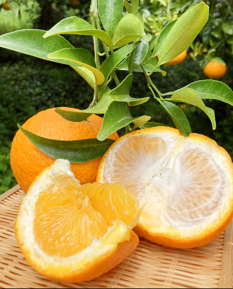 みかん｜素掘り苗] 紅甘夏（べにあまなつ） 接ぎ木 1年生苗