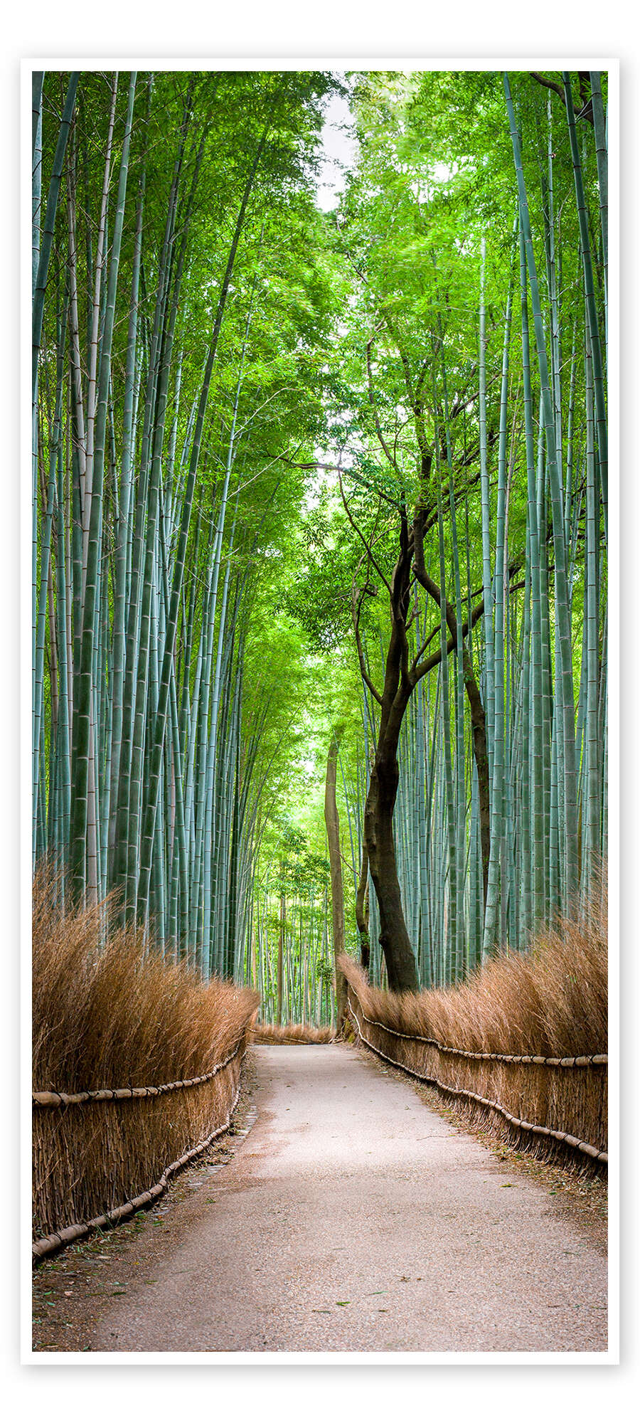 Bamboo Forest in Kyoto Sagano Arashiyama, Japan' by Jan