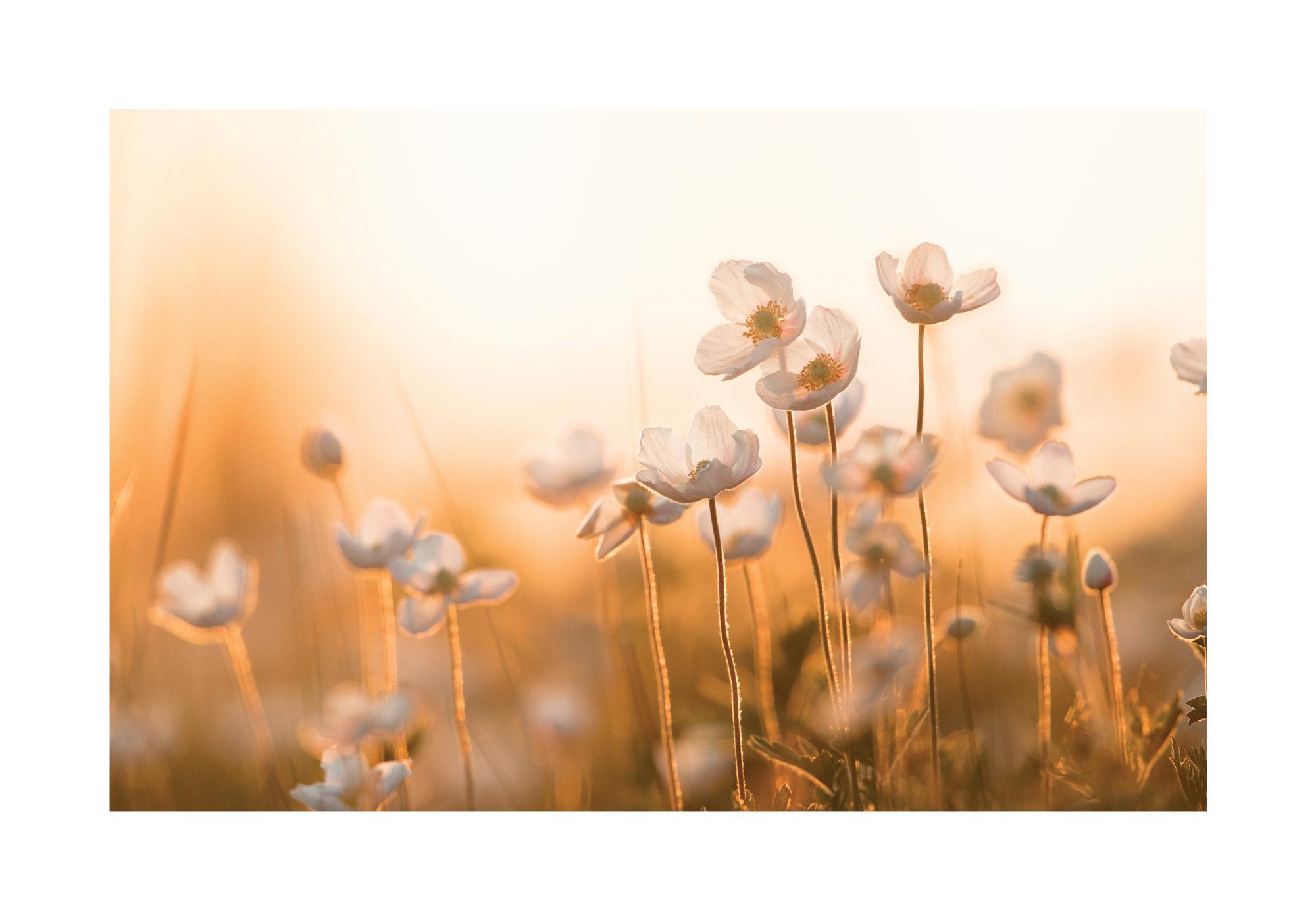 Wildflowers in Sunset Poster for Calm Decor | Poster Store US