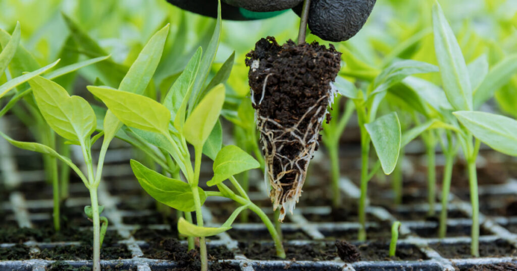 ひかる様 5苗 メルカリ便送料込 ひかる様 5苗 メルカリ便送料込